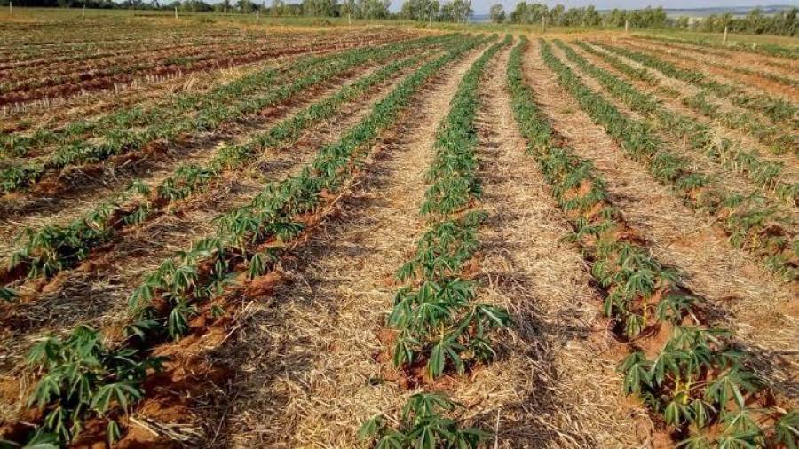 Brasil e Gana iniciam cooperação para fortalecer cadeia produtiva da mandioca